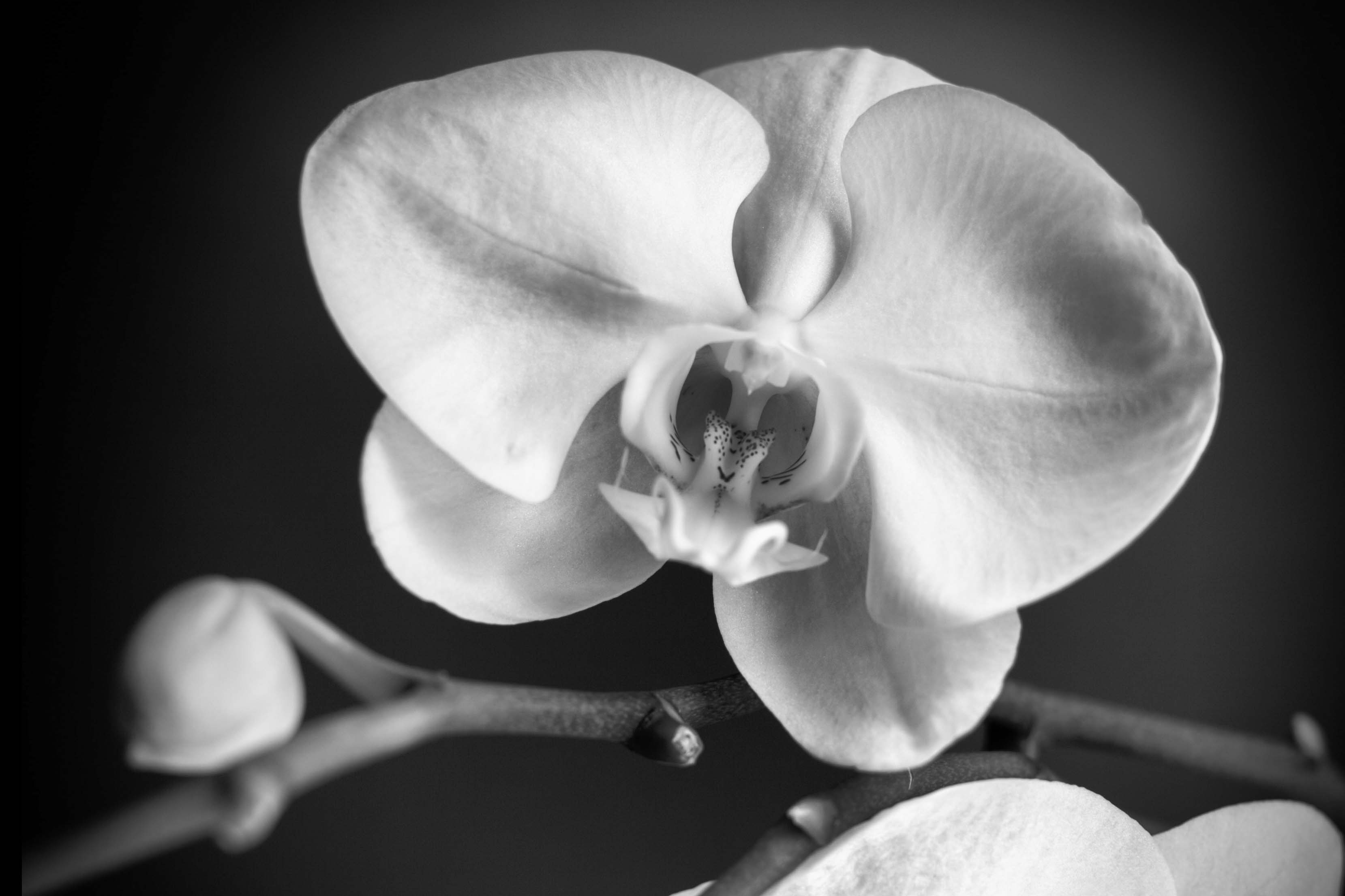 MyOrchidea